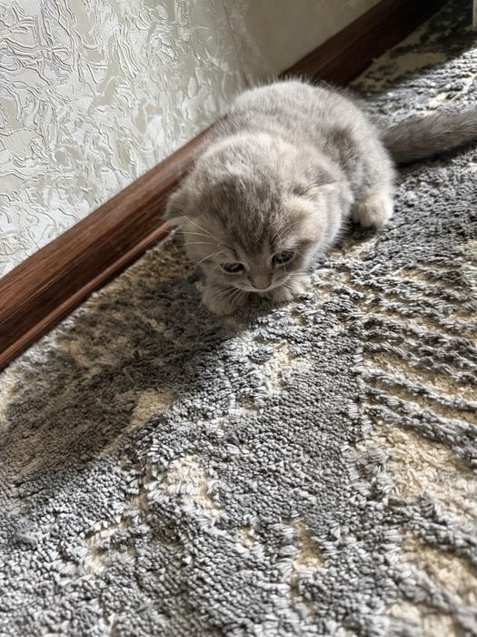 Маленький котят три штуки