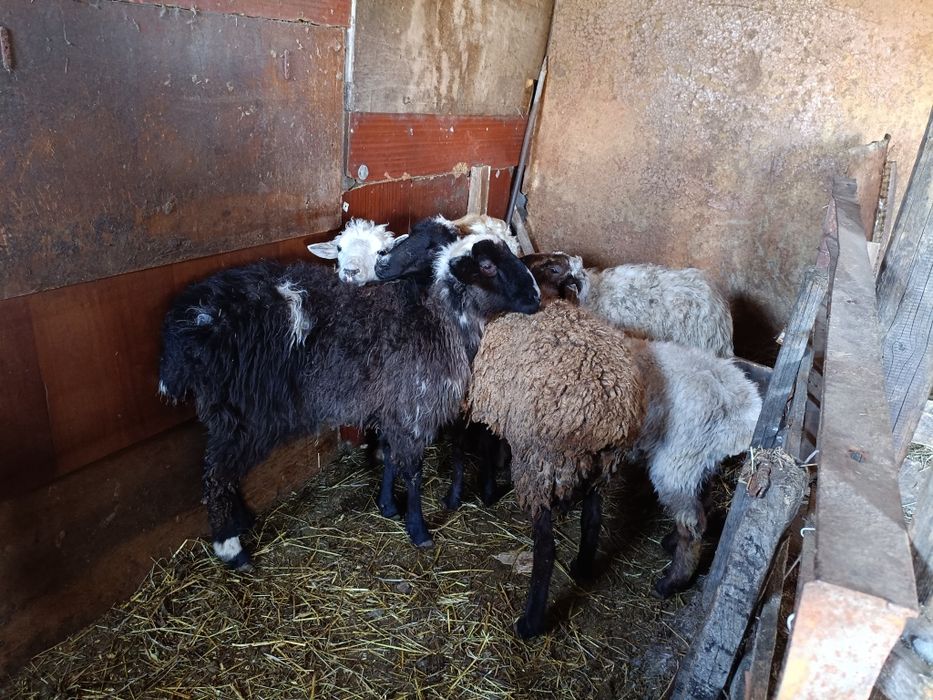 Продам койлар сатылады