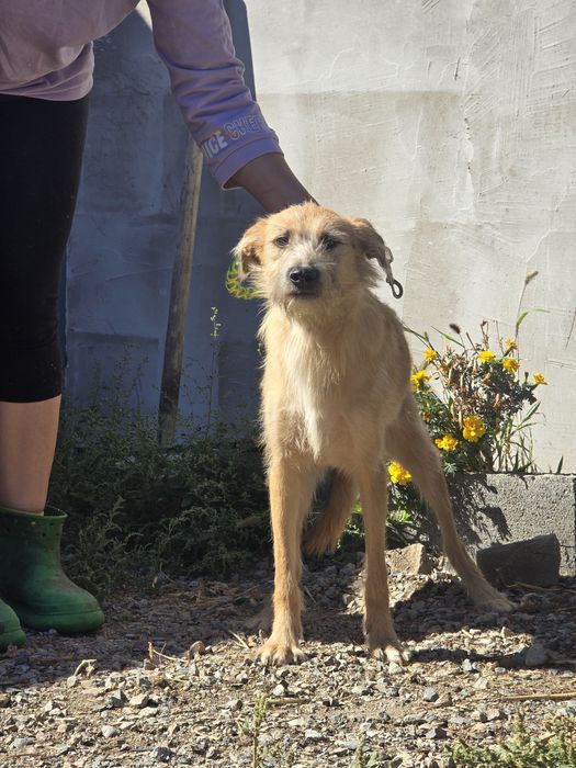 Молодой мальчик Дин, 11 мес., ищет дом