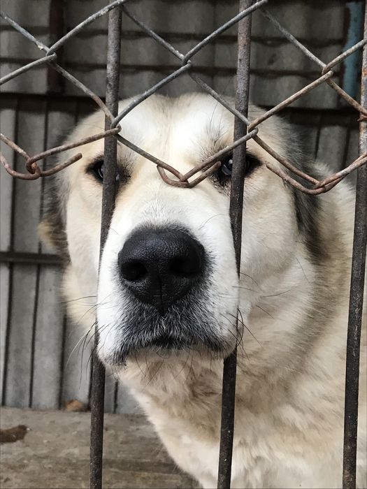 Среднеазиатская овчарка