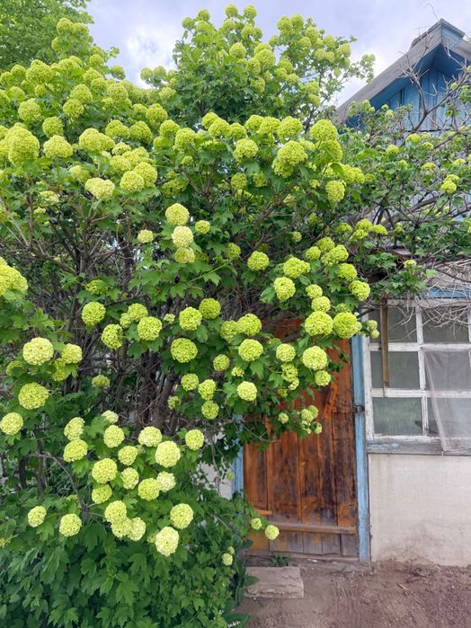 Продам дачу, сад.энтузиастов
