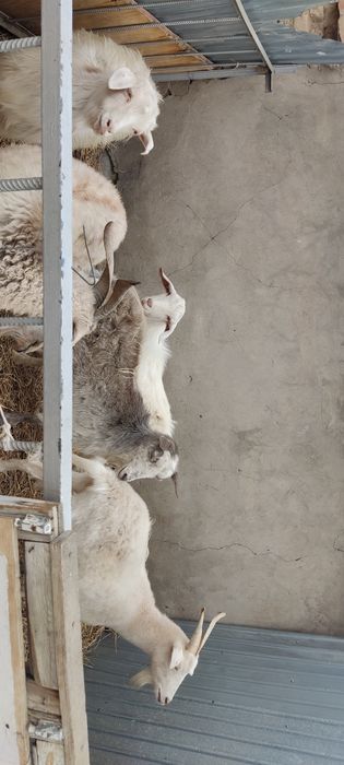 Продам племя коз