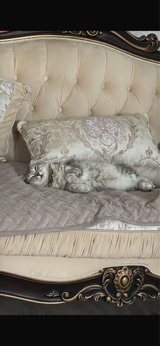 Отдам двух ласковых котиков в добрые руки