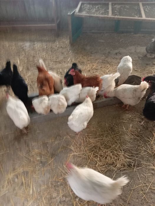Продаются  домашние  белые куры