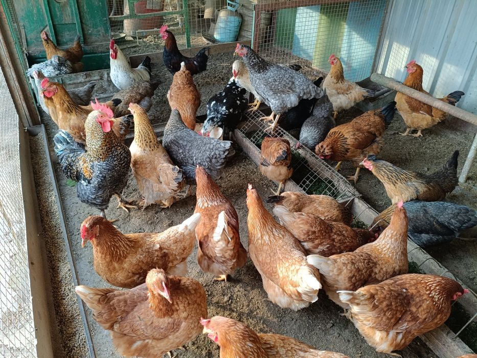 Инкубационное яйцо