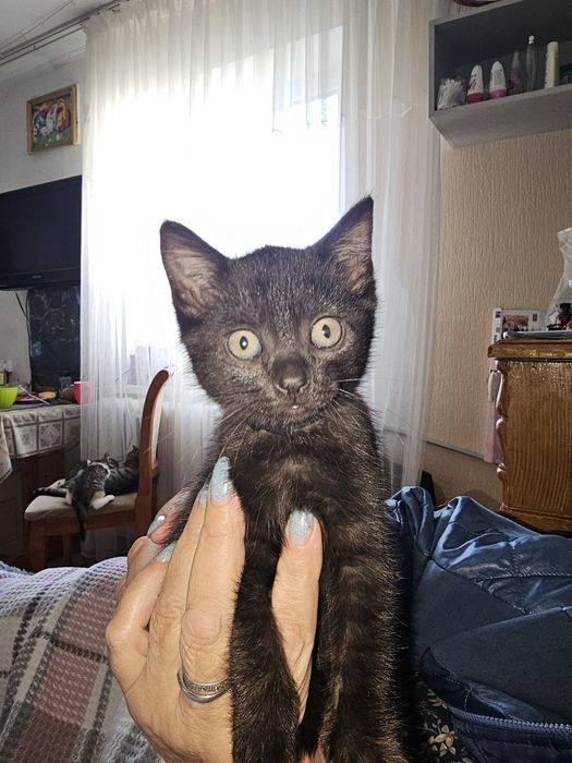 Отдам котят в добрые руки 2 мальчика 1 девочка.