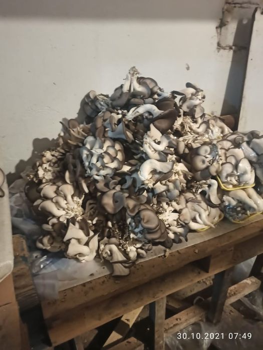 Грибные блоки вешенки