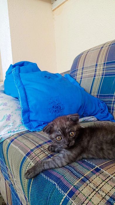 100/garantiya emlamalari boʻlgan uy mushugi juda aqili oʻyinqaroq