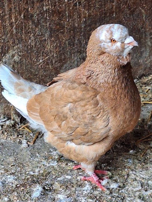 La schimb mascul  king