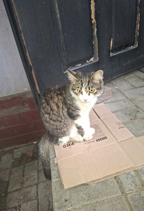 Отдам котенка в добрые руки