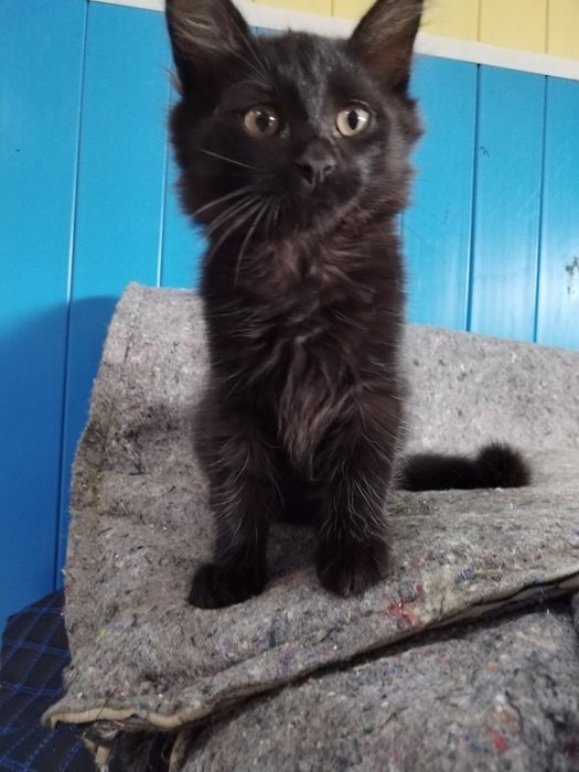 Котята ищут семью.