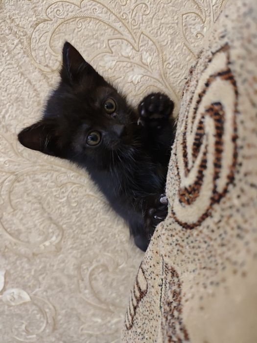 Отдам в добрые руки котенка