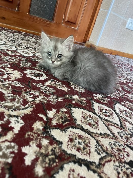 Продаются котята