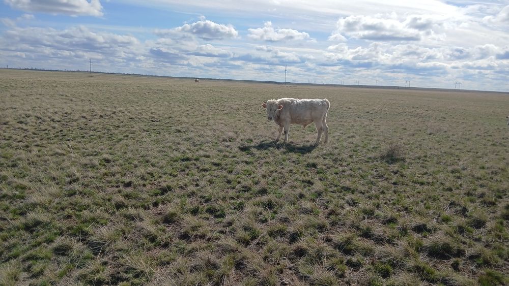 Продам бычков 12 голов