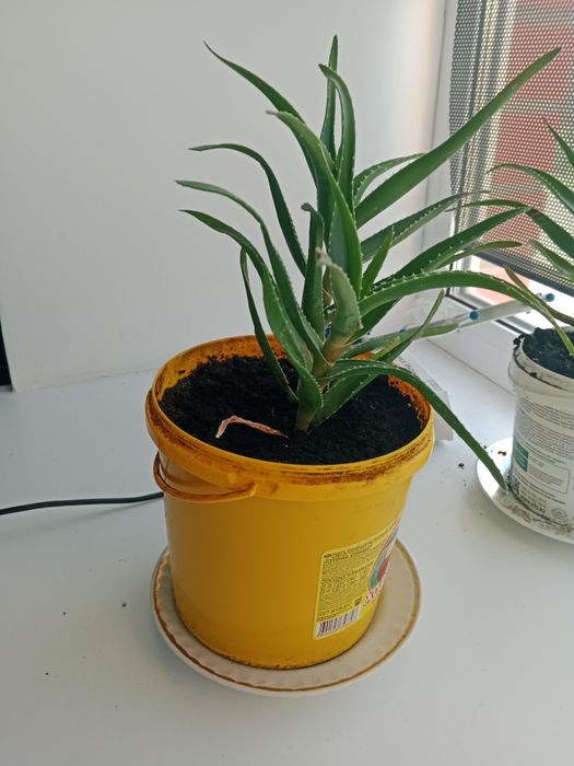 Продам алоэ по 1000тг