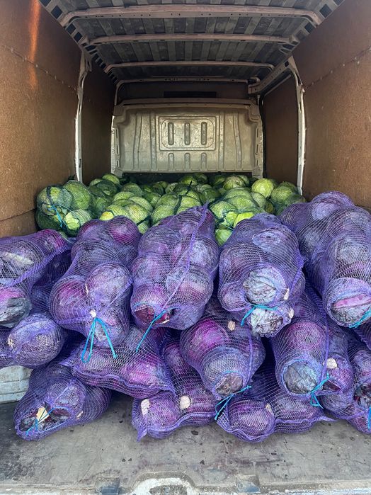 Varza bucharest , kilaherb , victoria