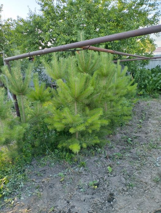 Продам сосны оптом