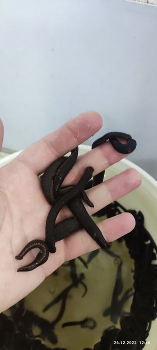 Zuluk, Зулук, Пиявки медицинские аптечные