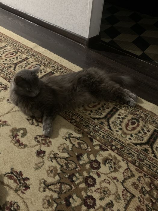 Нужен кот нибелунги