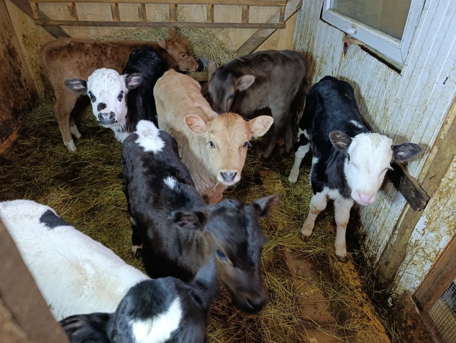 Телята тёлочки от высокодойных коров