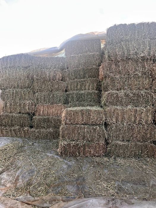 Beda pres sotiladi ikkinchi o'roq