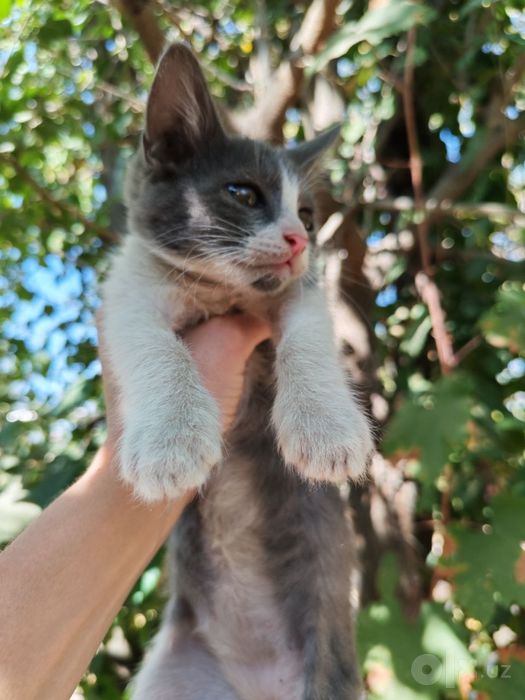 Отдаются котята в хорошие руки