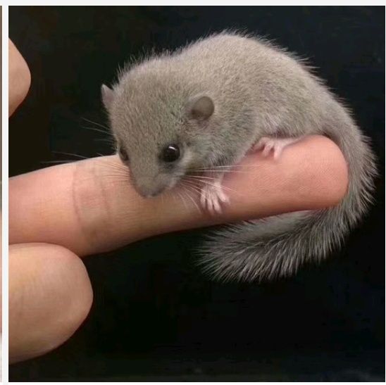 Продам Микробелка