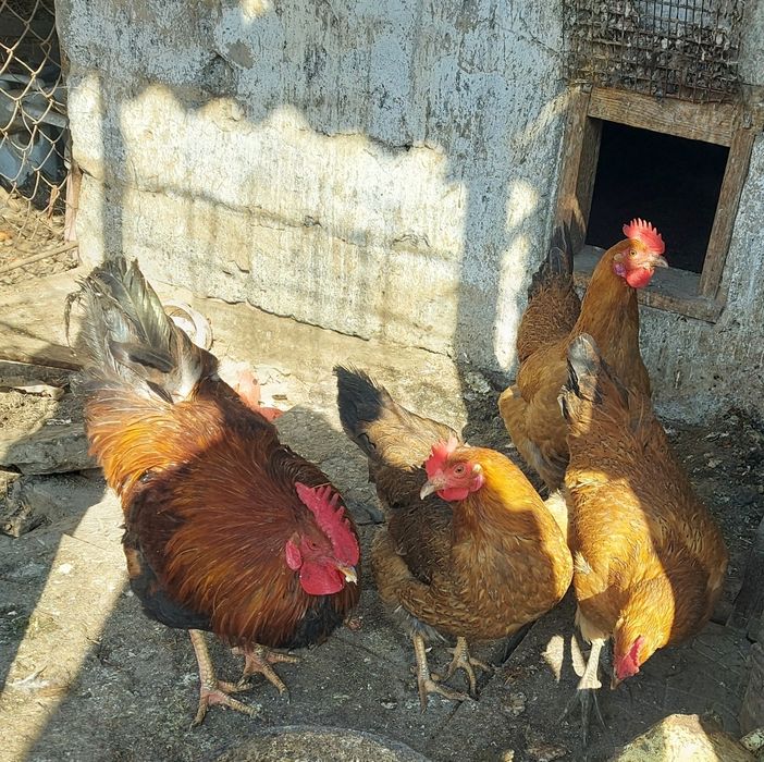 Кучинский юбилейный семейка