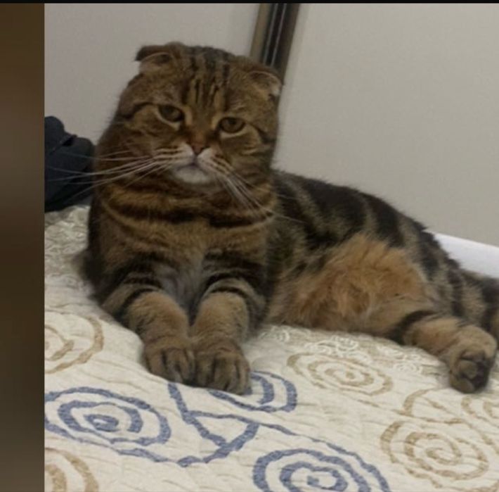 Отдам в хорошие руки кота