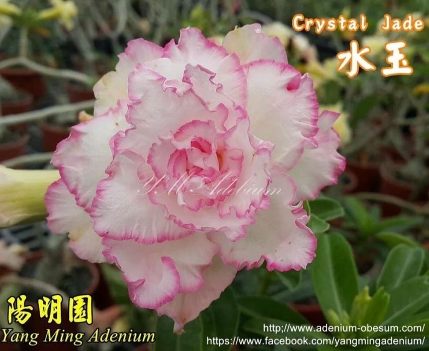 Адениумы сортовые ,поставка с России.