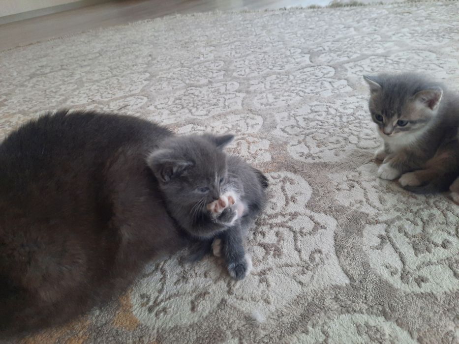 Котята в добрые руки!