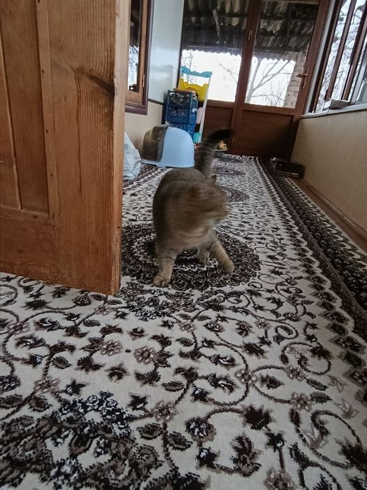 Mushuk sotiladi jinsi ayol latok biladi