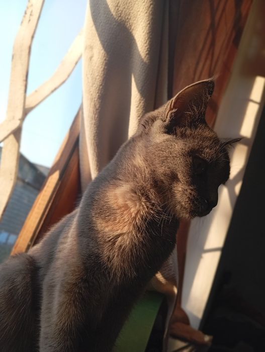 Mushuklar olish va sotish