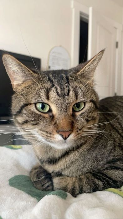 Ingrijire si plimbare pet (caini si pisici ) la domiciliu