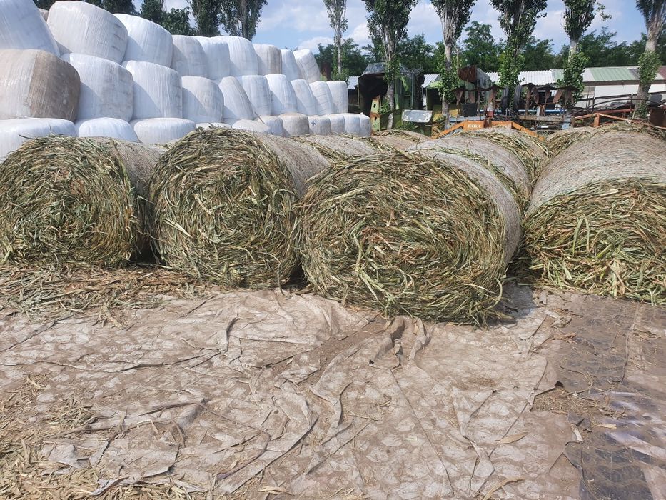 Vând baloti rotunzi infoliati lucerna si siloz porumb TOCAT