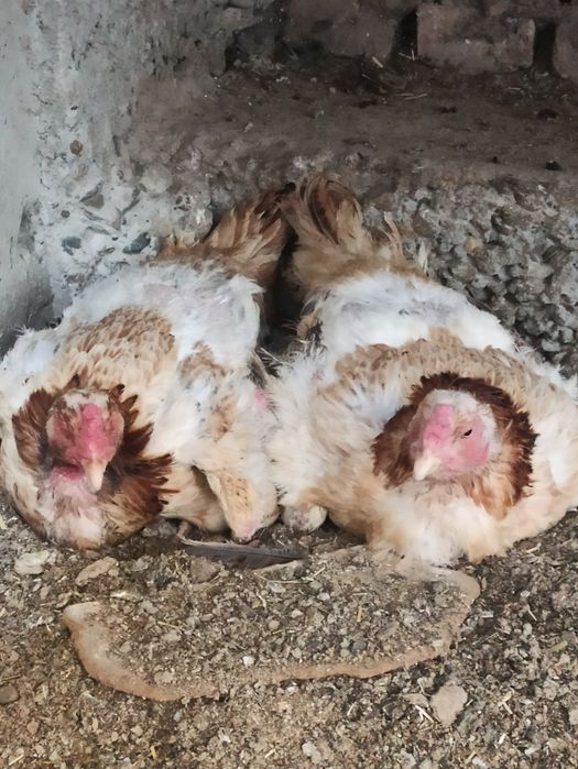 Dakan jujalar sotiladi va kurk kulangi tovuqlar xam