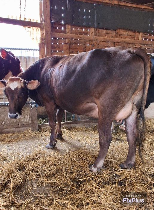 Vaci Holstein de vânzare