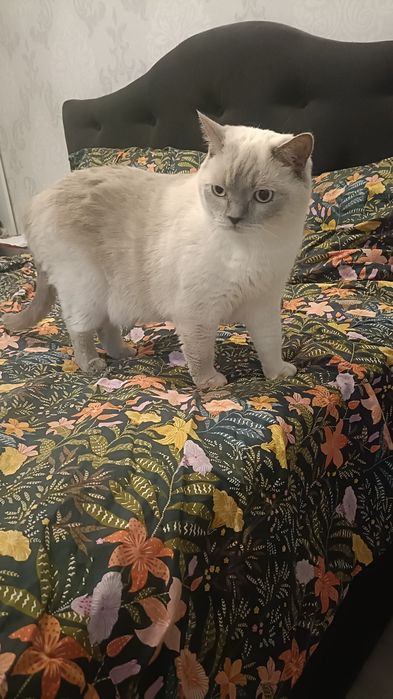 Ofer spre adopție un  motan adult, blând – Yeti (3,5 ani)