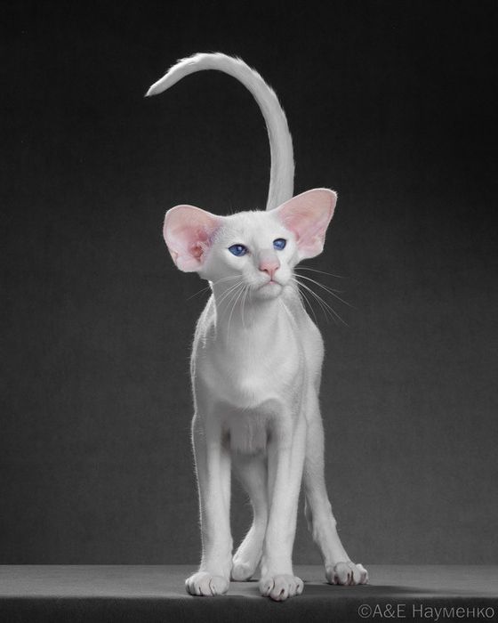 Ориентальные котята экстрим