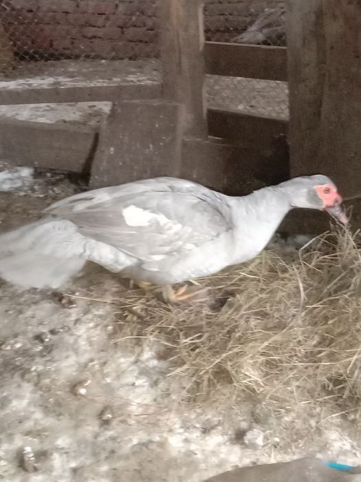 Продам индоуток лаванда две семьи