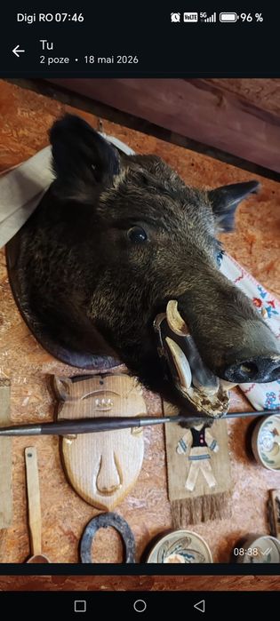 Vând trofeu , pentru cei interesați