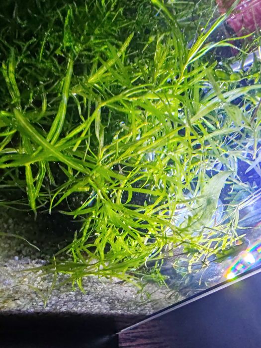 Наяда гваделупская для аквариума