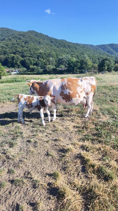 Vand vaca cu vitel de 4 saptamani