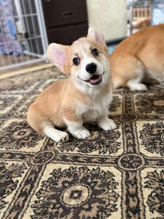 Вельш корги пемброк мальчик