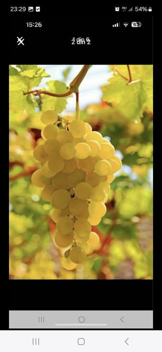 Struguri pentru vin