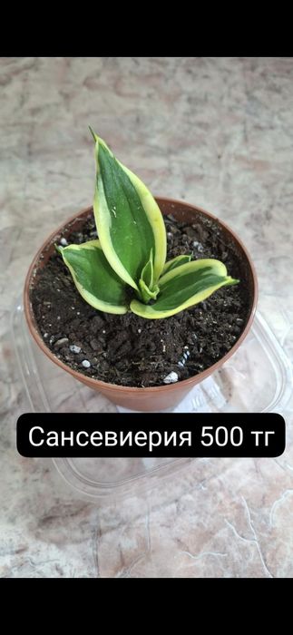 Комнатные цветы недорого