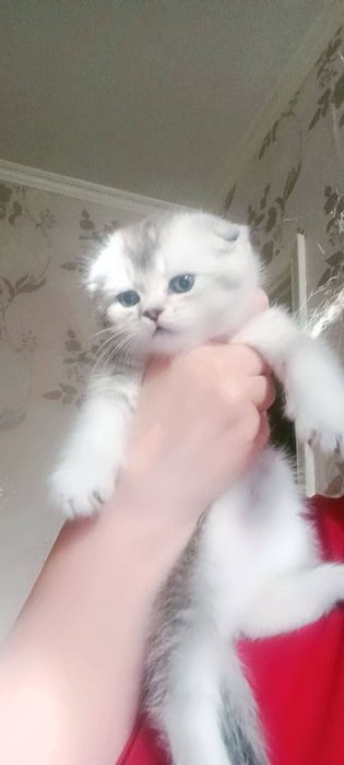 Продаётся чистокровный котята