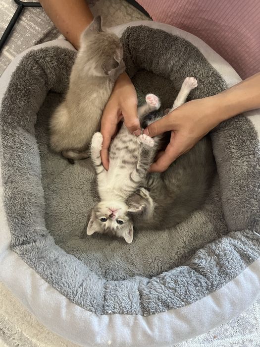 Котята, мальчики