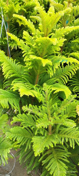 Араукария арча  скидка