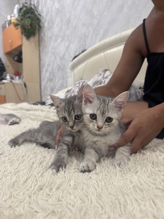 котята шотландские